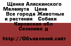 Щенки Аляскинского Маламута › Цена ­ 10 000 - Все города Животные и растения » Собаки   . Кировская обл.,Сезенево д.